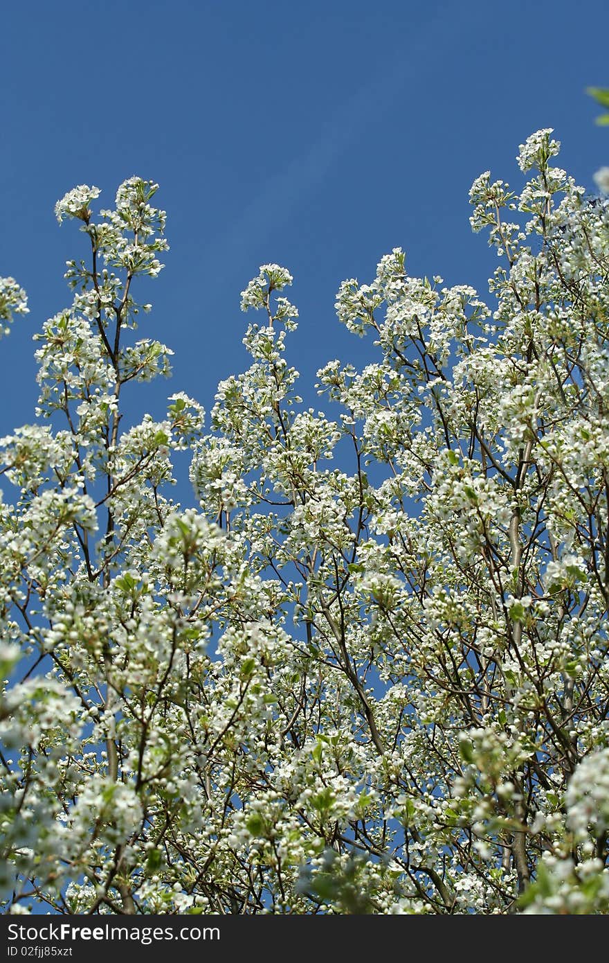 Blooming Tree