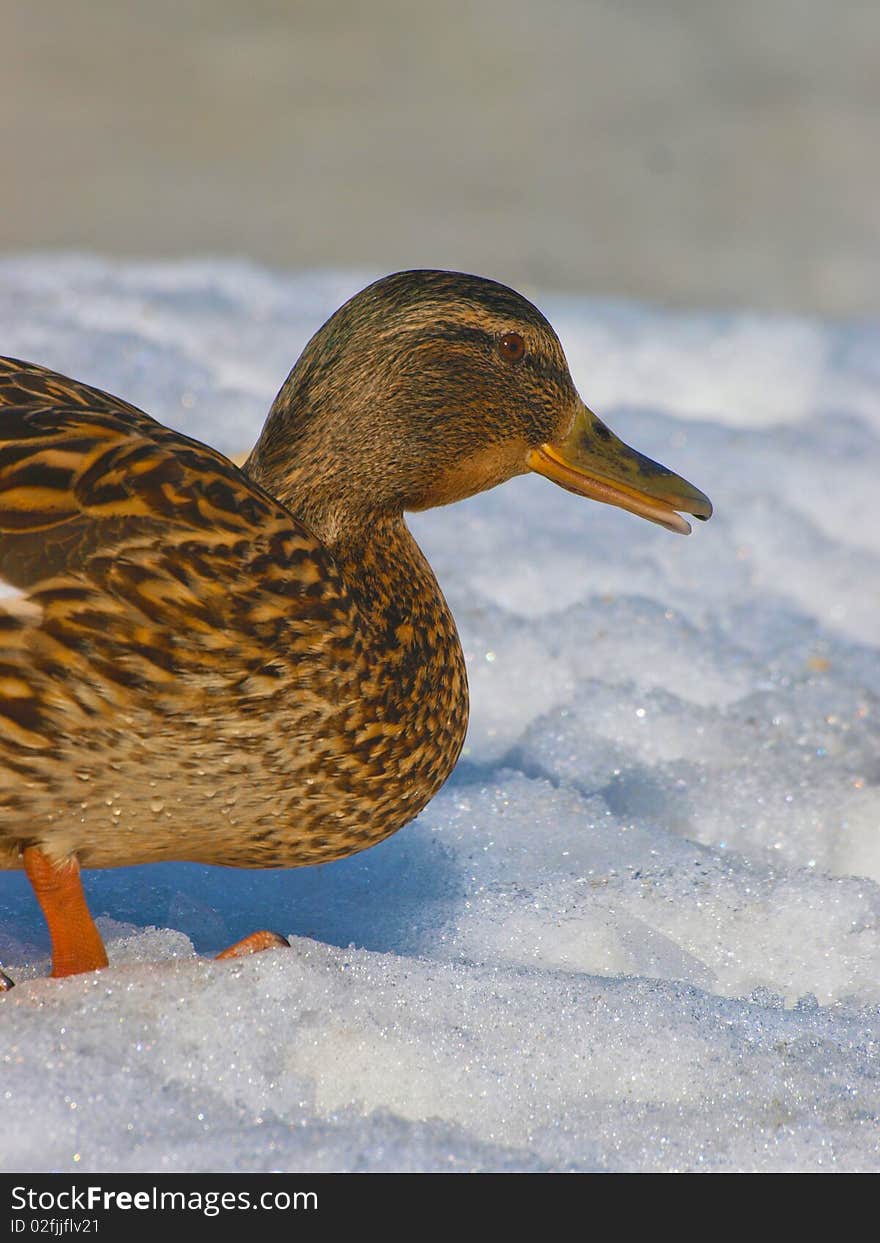 Female mallard duck