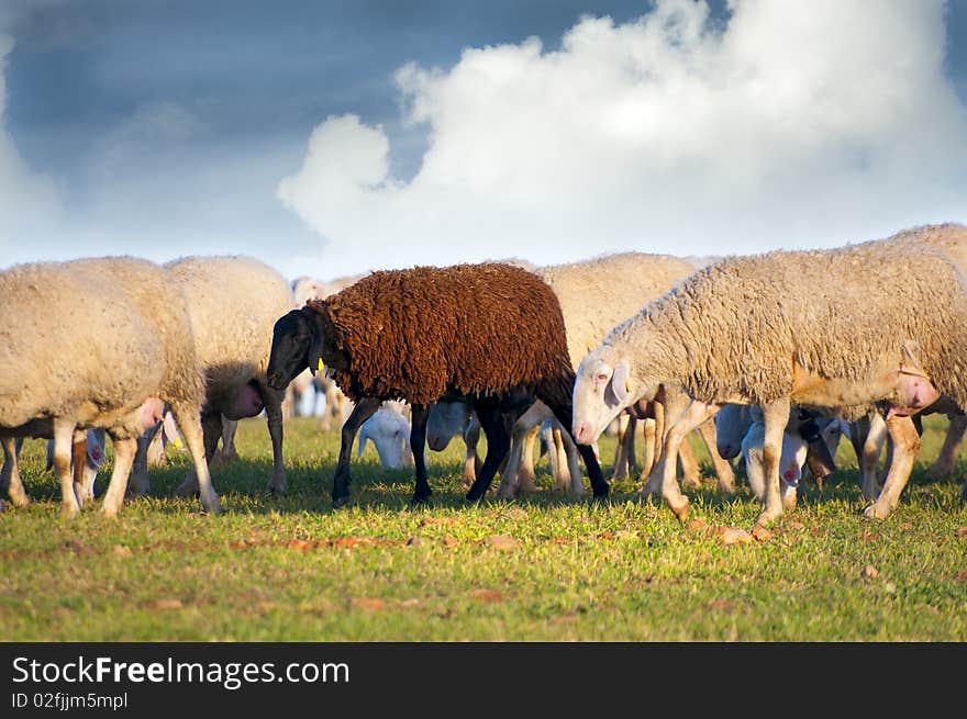 Black sheeps and white sheeps in a meadow