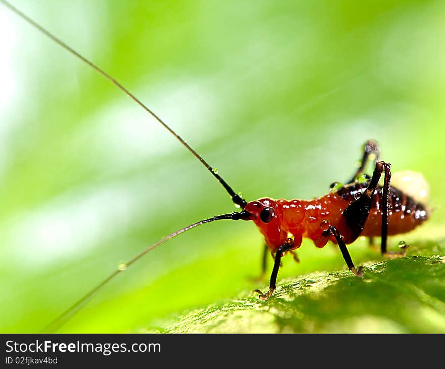 Grasshopper larva