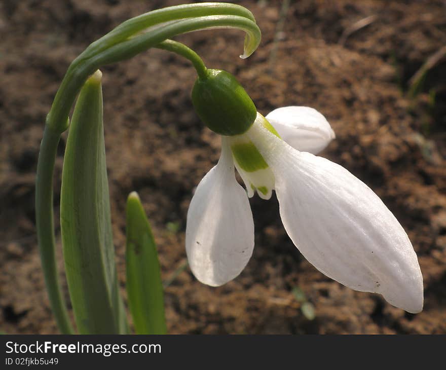 Snowdrop macro in the garden