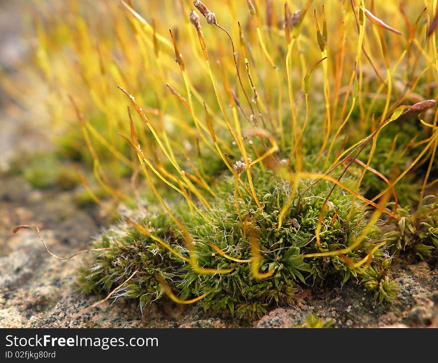 Macro shot of a red moss