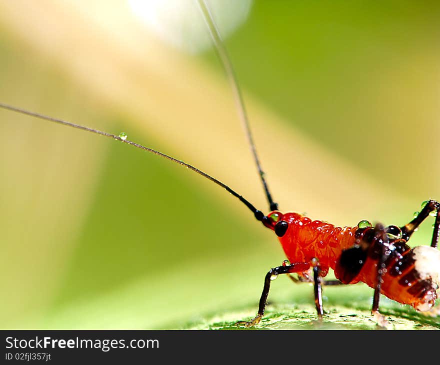 Grasshopper larva