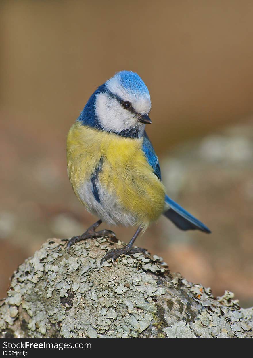 Blue Tit, Cyanistes caeruleus