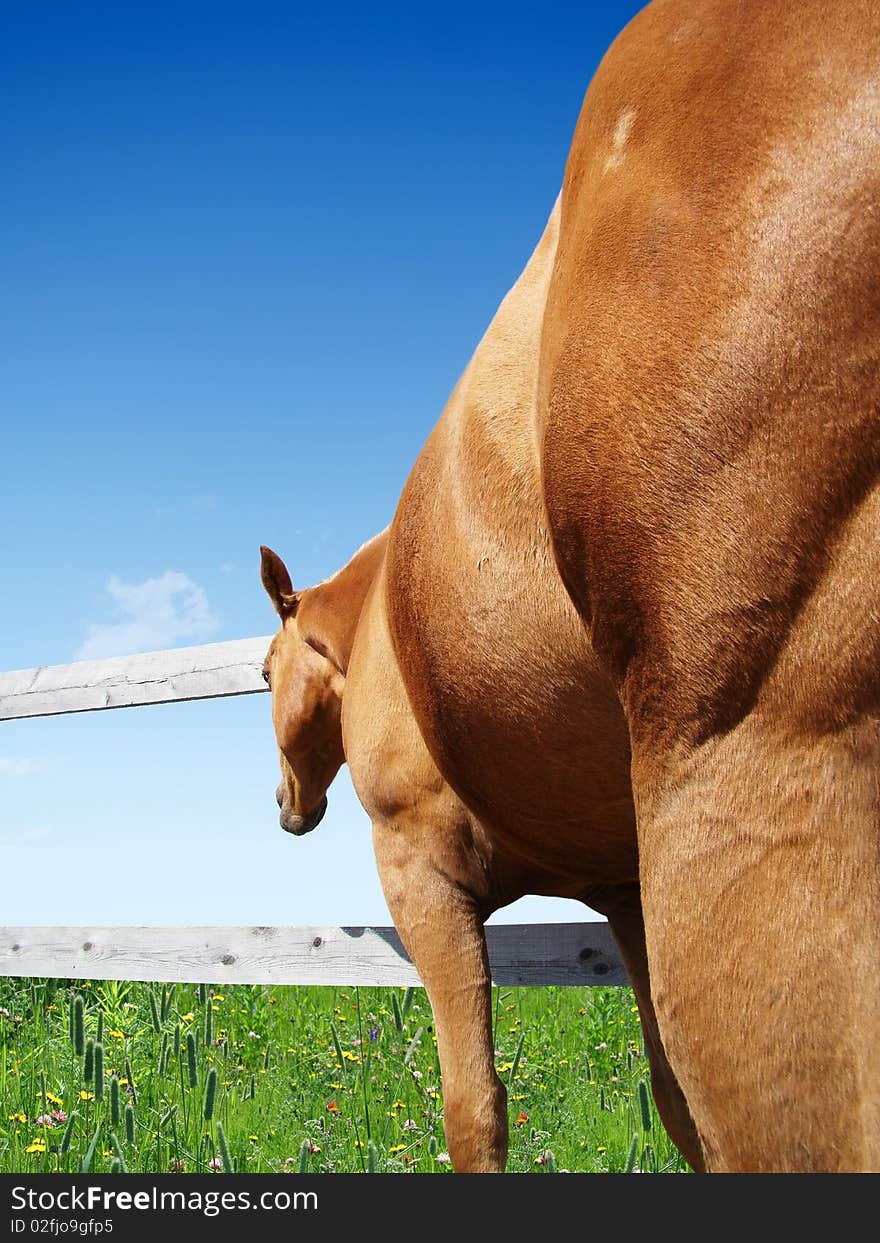 Beautiful palomino horse looking at greener grass and better pasture through fence. Beautiful palomino horse looking at greener grass and better pasture through fence.