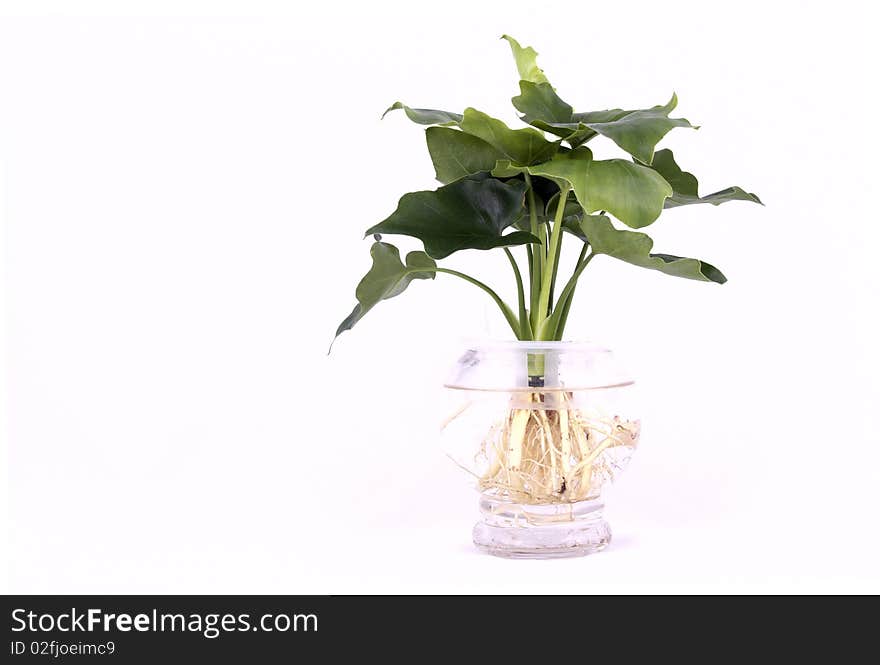 Soiless cultured green plant on white background. Soiless cultured green plant on white background.