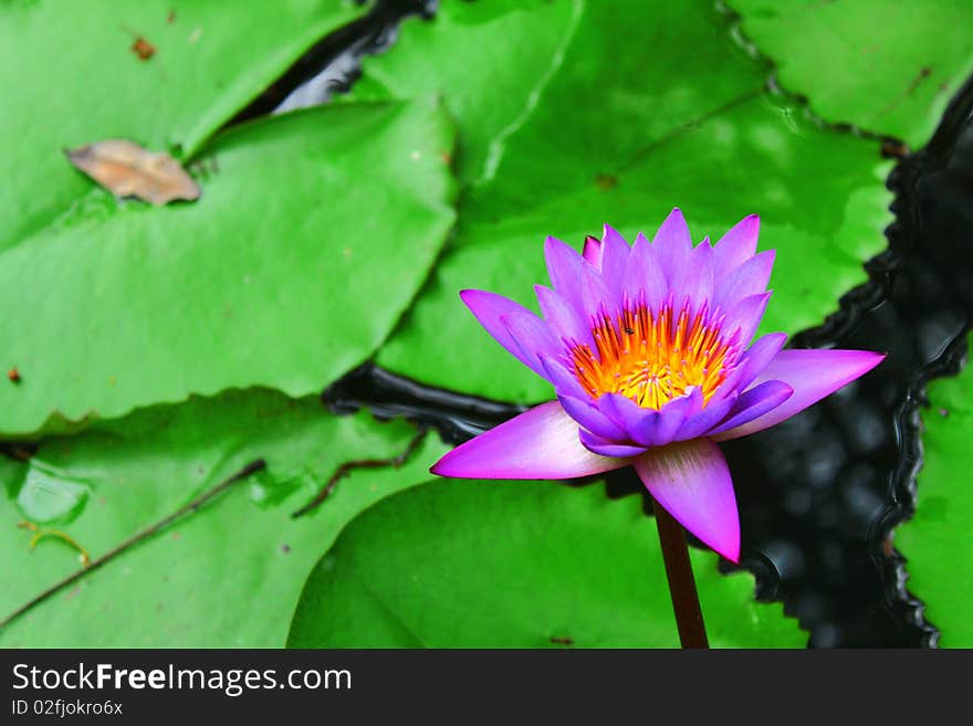 Peple lotus on the water