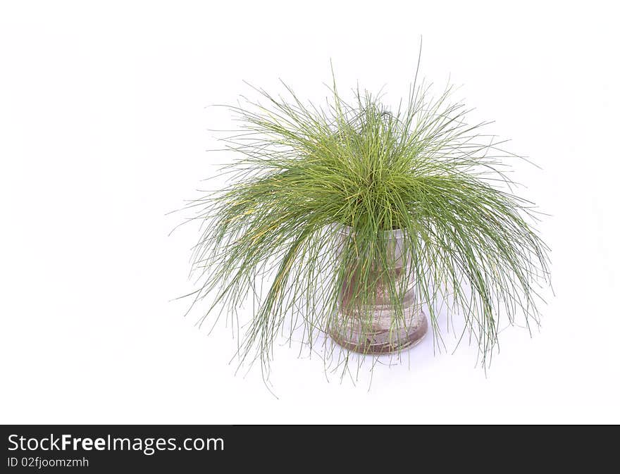 Soiless cultured green plant on white background. Soiless cultured green plant on white background.