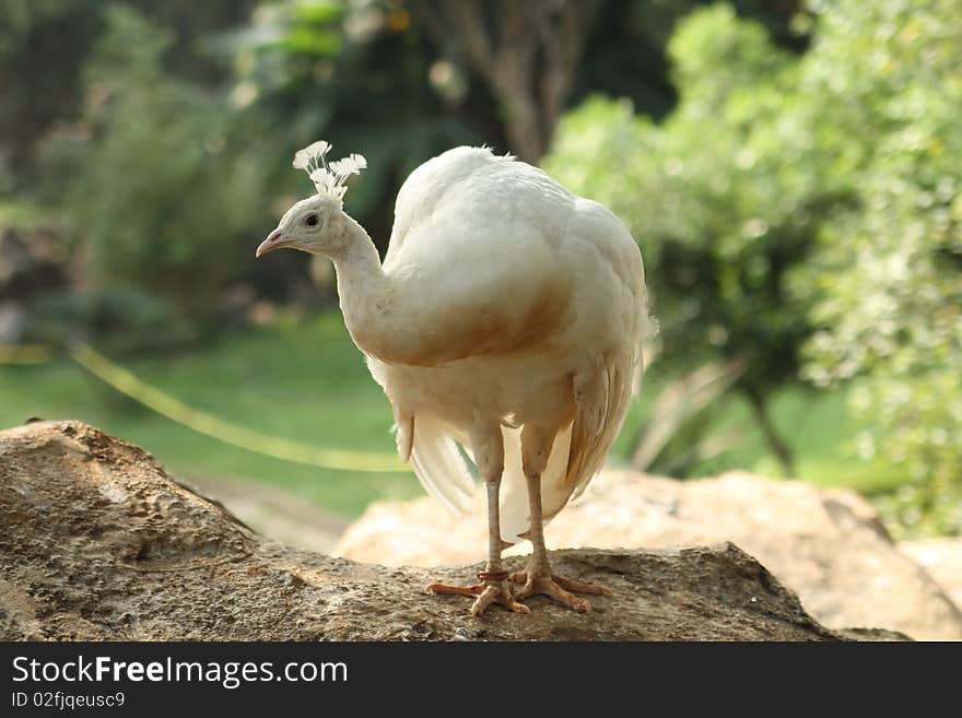 White Peafowl