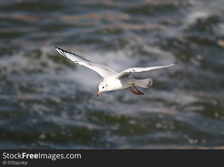 Sea-gull