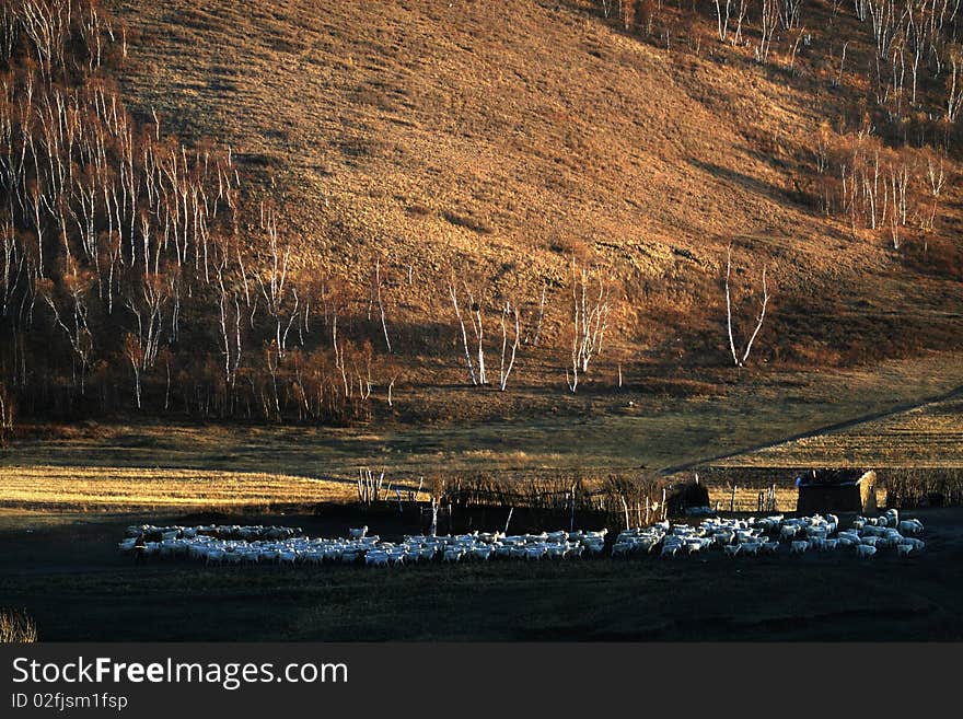 Picture of a rangeland at Bashang in hebei area of CHina, this is a autumn vision. Picture of a rangeland at Bashang in hebei area of CHina, this is a autumn vision