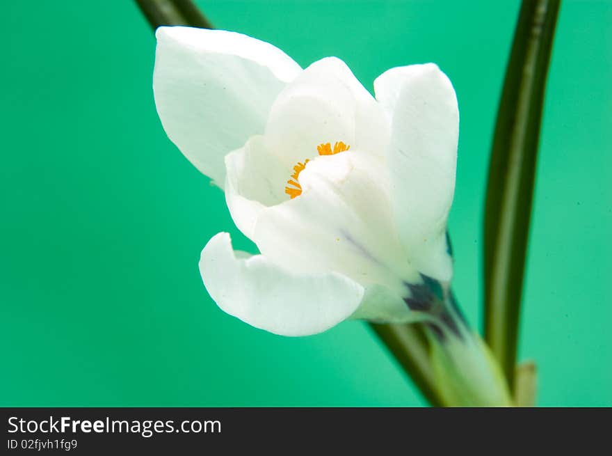 White Crocus