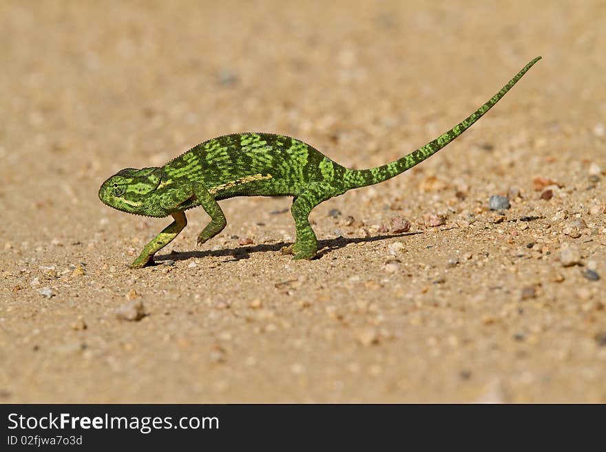 A Chameleon crossing a road in the Kruger Park