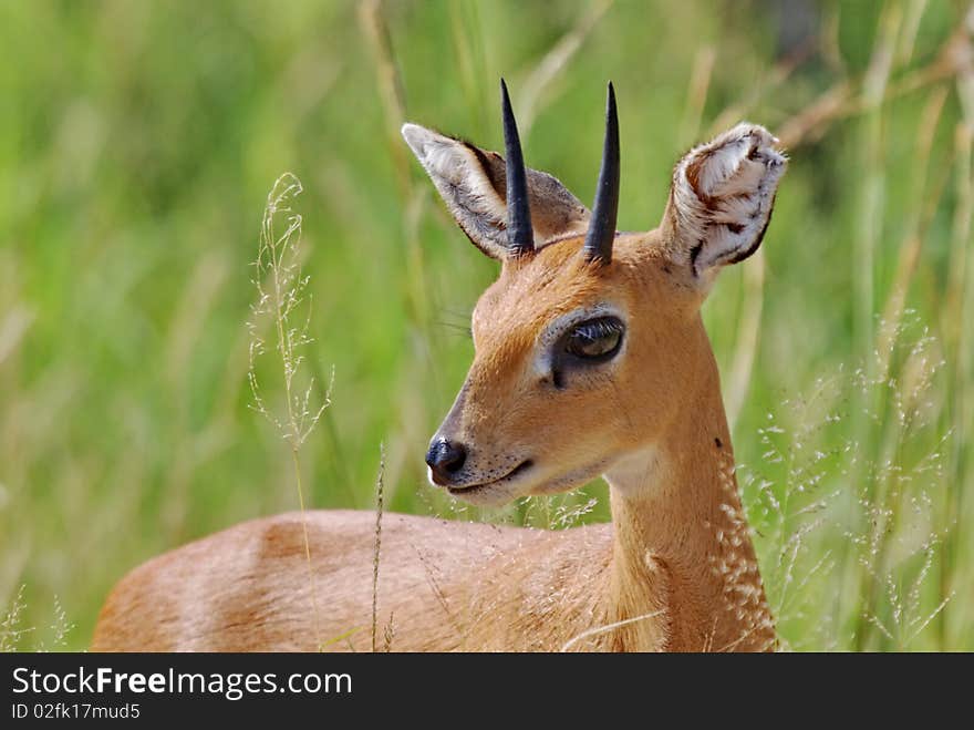 Male Steenbuck