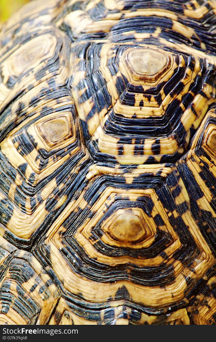 Scales of a Leopard Tortoise