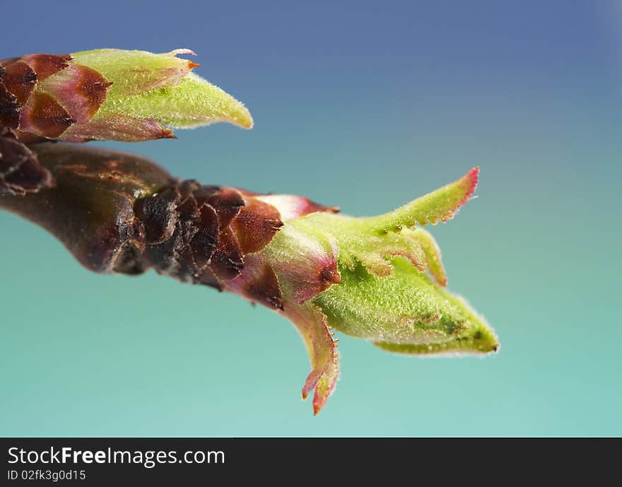 Bud,little leafs in spring