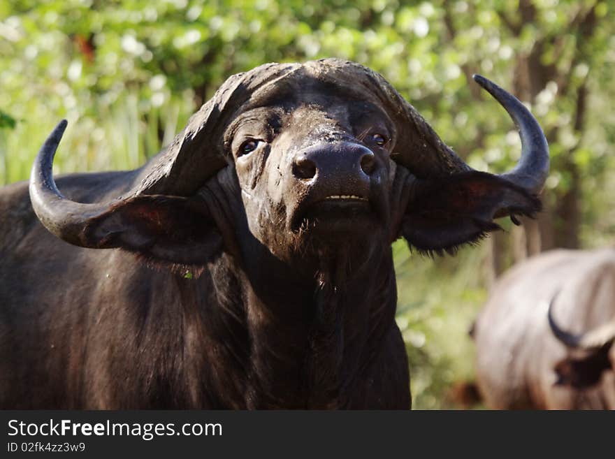 Cape Buffalo