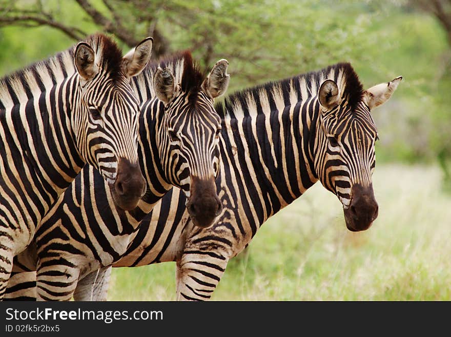 Zebra stripes