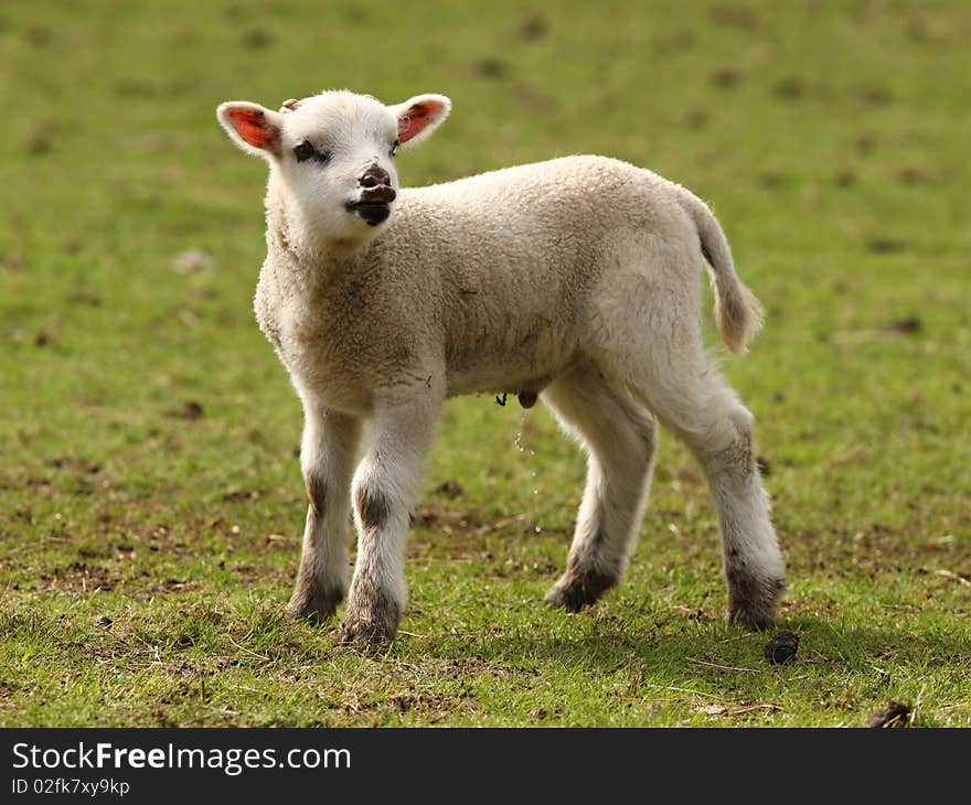 Spring Lamb