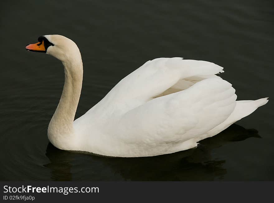 Swan swimming on a dark lake. Swan swimming on a dark lake