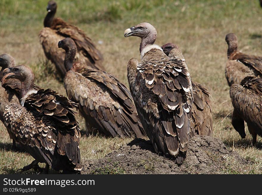 RÃ¼ppell S Griffon Vulture, Masai Mara, Kenya