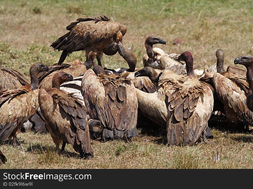 White-backed vultures (Gyps africanus), Masai Mara, Kenya, East Africa. White-backed vultures (Gyps africanus), Masai Mara, Kenya, East Africa