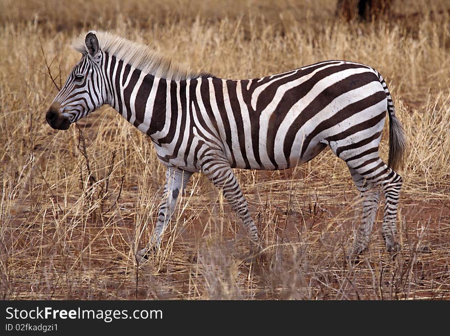 Zebra wearing blond mohawk, Tanzania, East Africa. Zebra wearing blond mohawk, Tanzania, East Africa