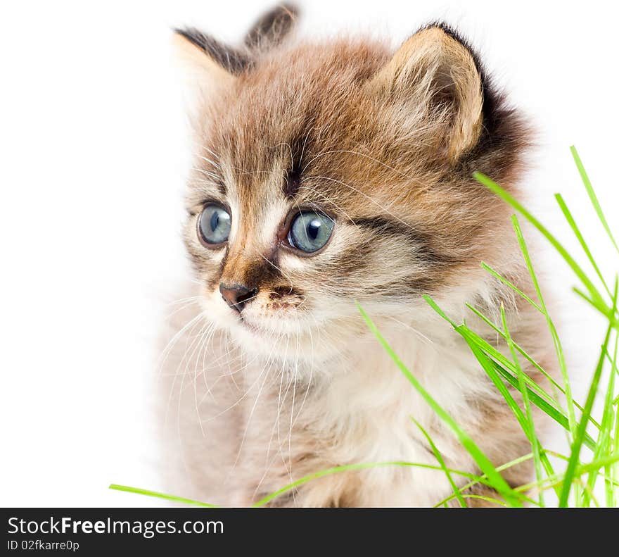 Beautiful kitty in green grass