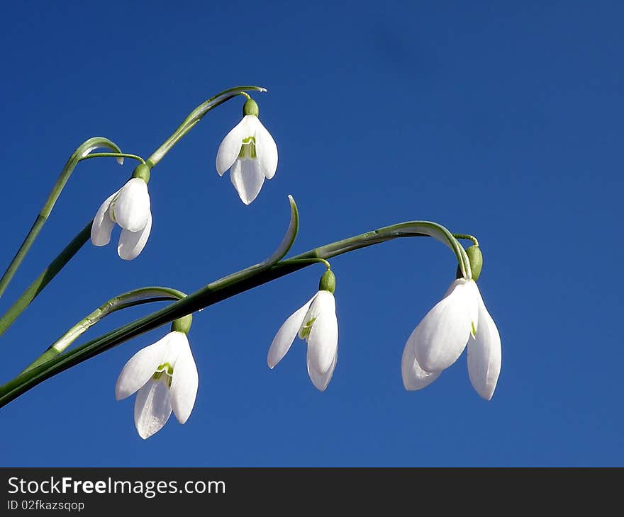 Snowdrops