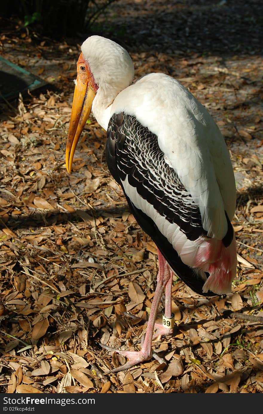 An exotic  painted stork standing on the ground in a zoo exhibit. An exotic  painted stork standing on the ground in a zoo exhibit.