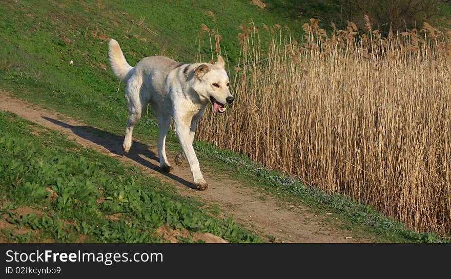 Bound Up Dog