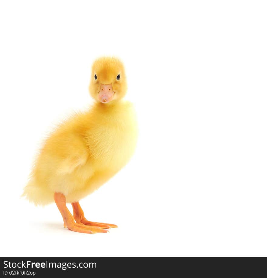 Duckling