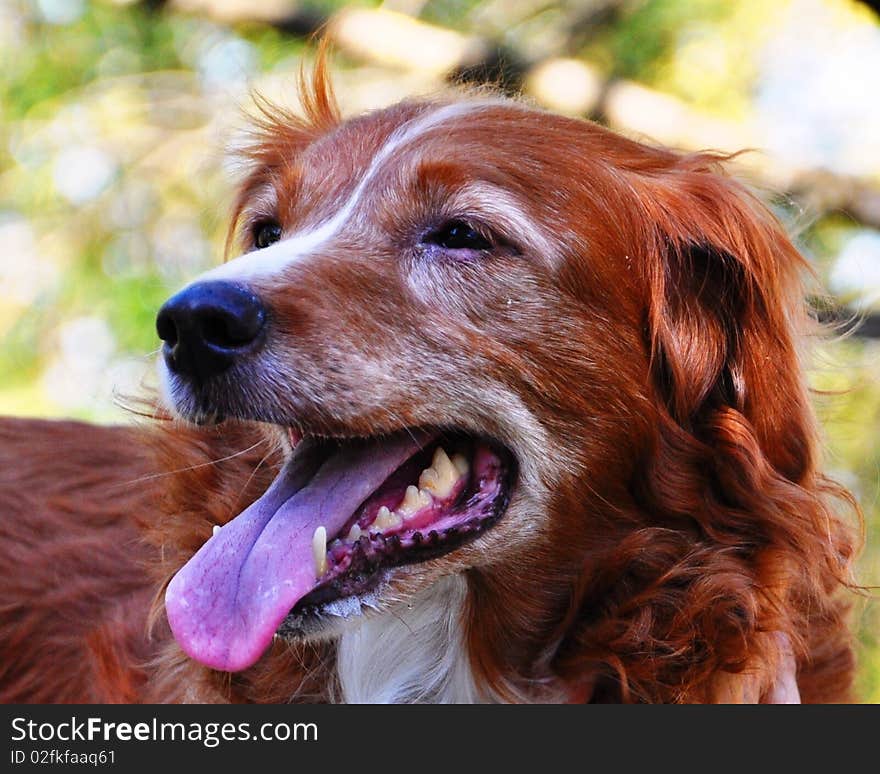 Cane Sorridente