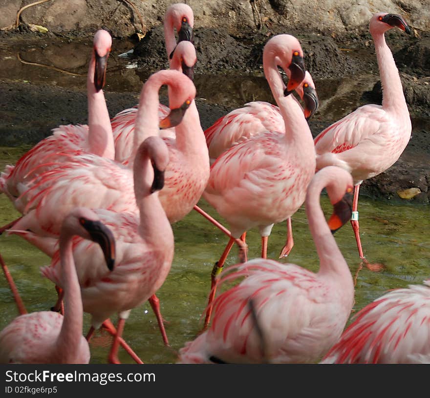 Flock of Flamingos