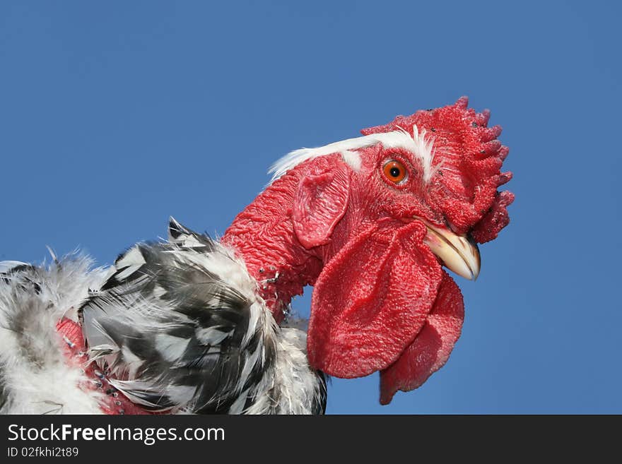 Cock on a blue background