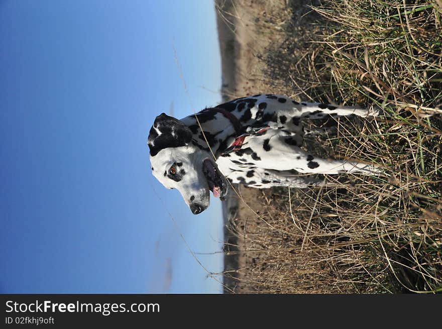 Dalmatian in the meadow