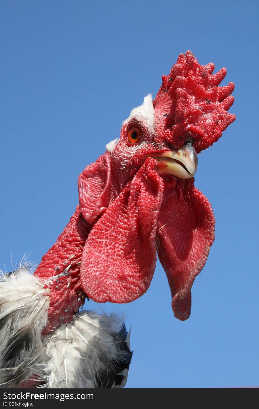 Cock on a blue background