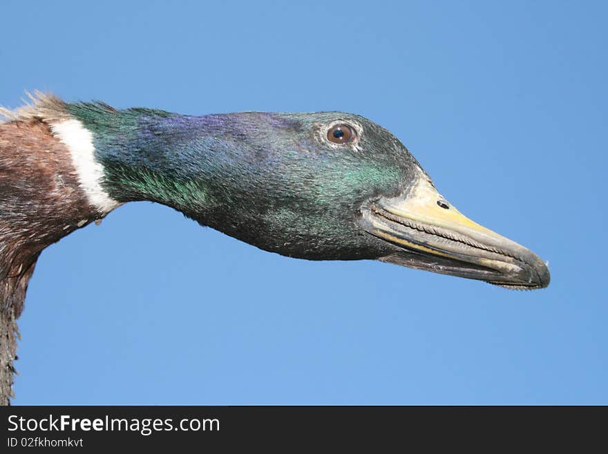 Duck on a blue background