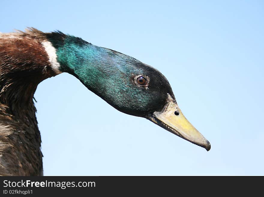 Duck on a blue background