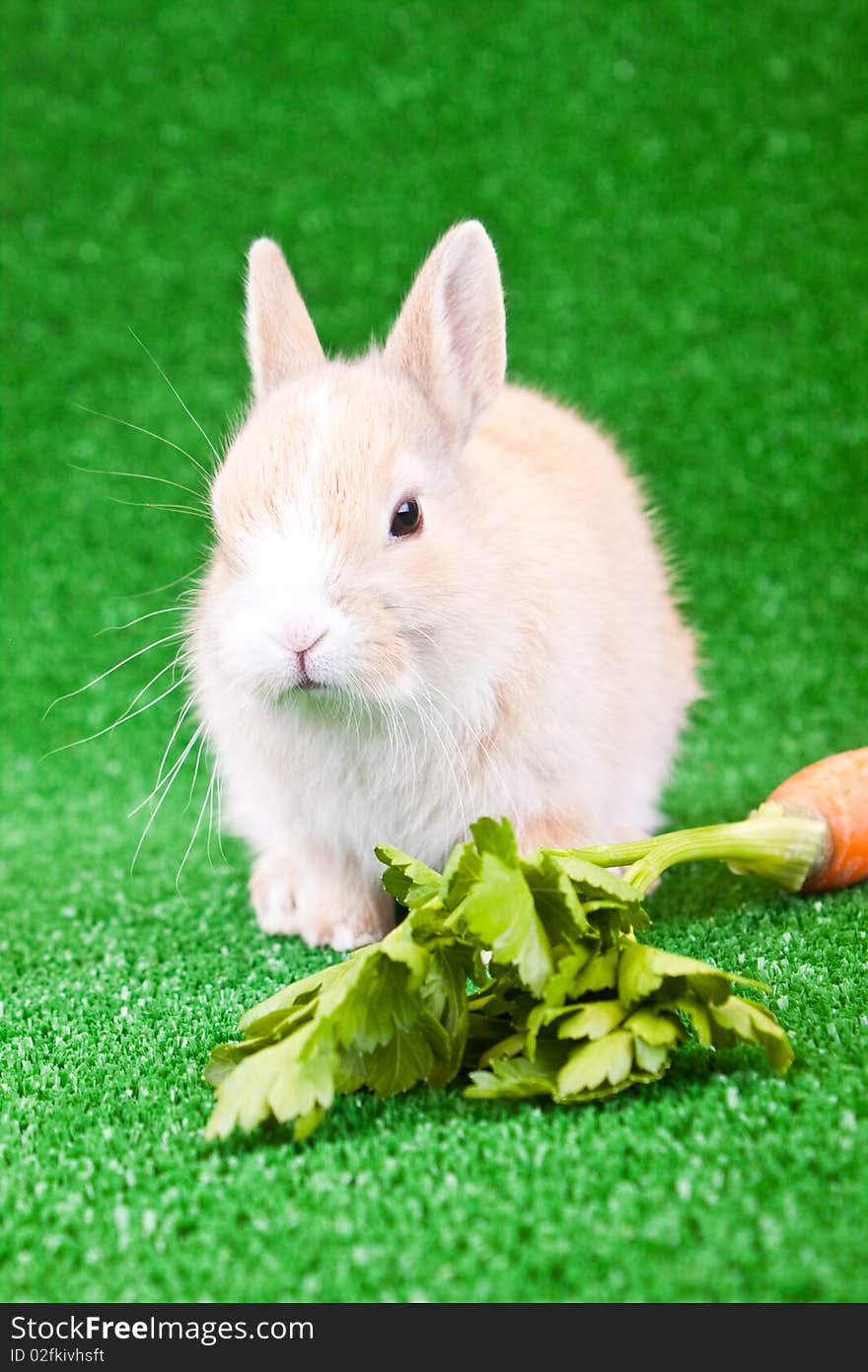 One cute rabbit and an orange carrot. One cute rabbit and an orange carrot