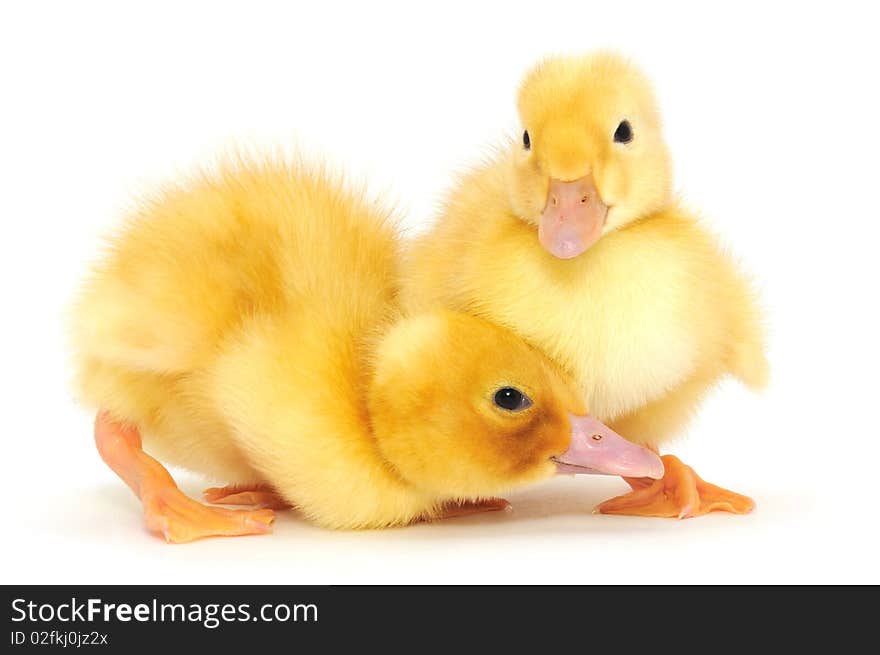 Ducklings