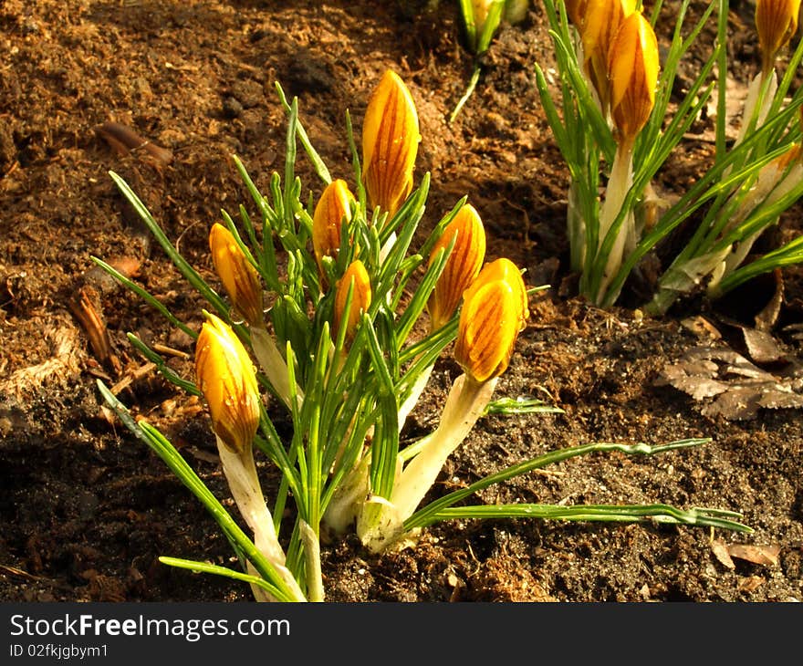 Yellow Crocuses