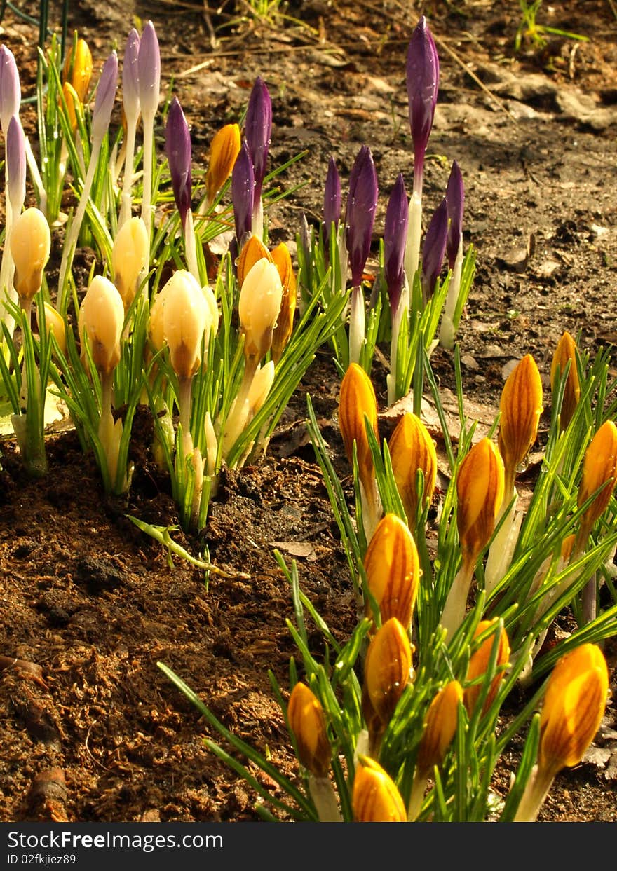 Crocuses