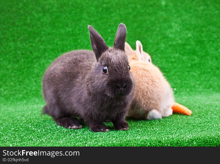 Two little domestic bunnies on green grass. Two little domestic bunnies on green grass