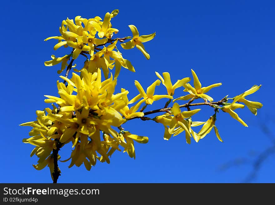 Early flowering shrubs in the gardens of Lithuania. Early flowering shrubs in the gardens of Lithuania