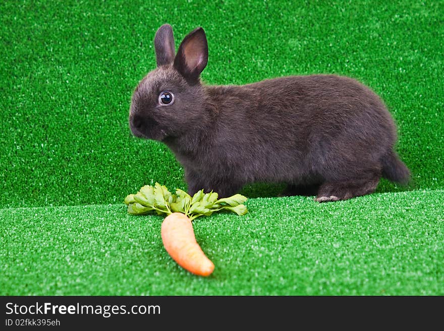 One little bunny and carrot on grass