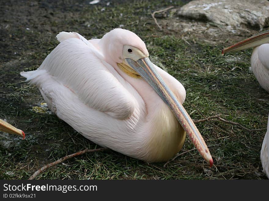 A pelican sitting on the ground