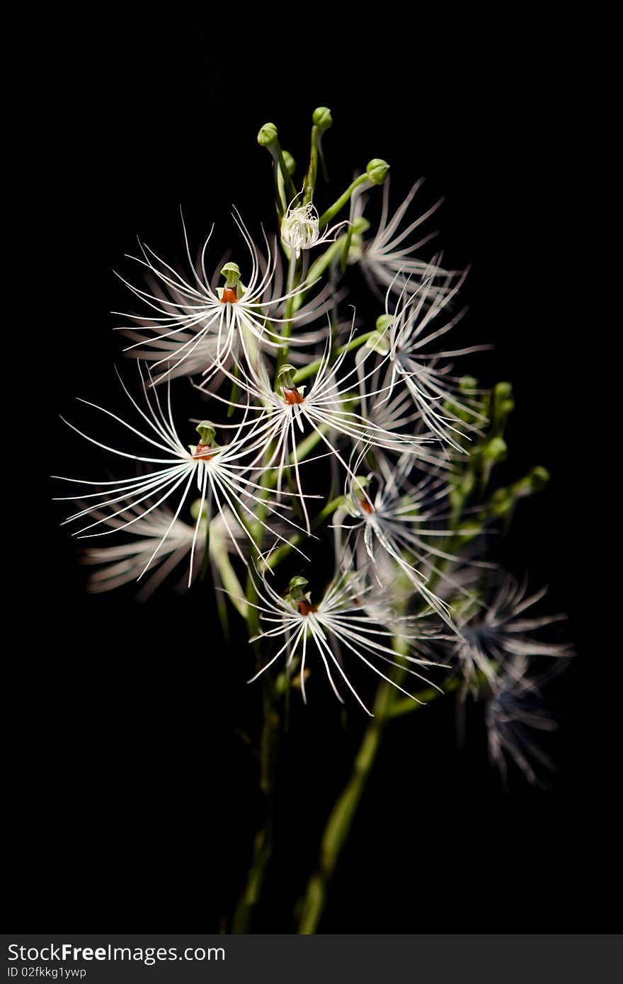 White oechidea on black background. White oechidea on black background