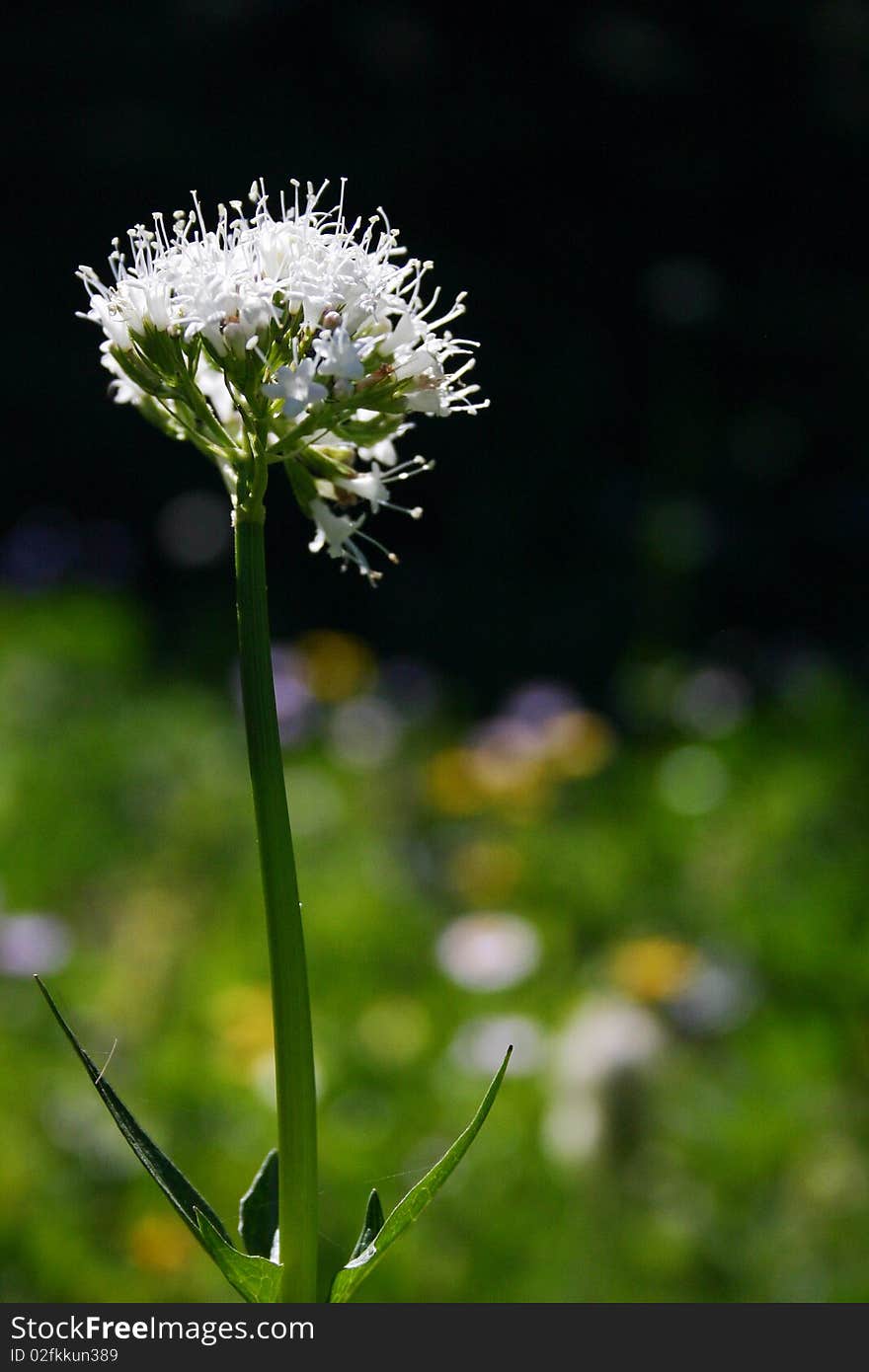 Summer hiking  white flower detail view. Summer hiking  white flower detail view.