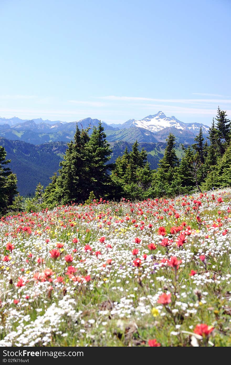 Summer Meadow